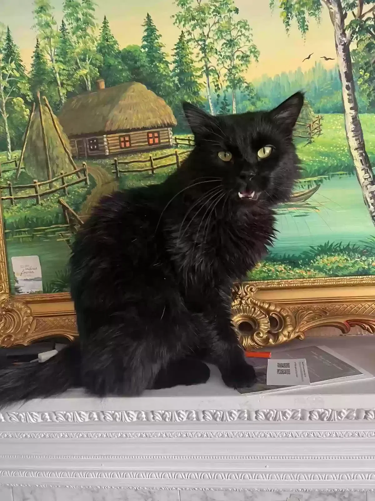Lost cat in Lynnwood, WA, 98036