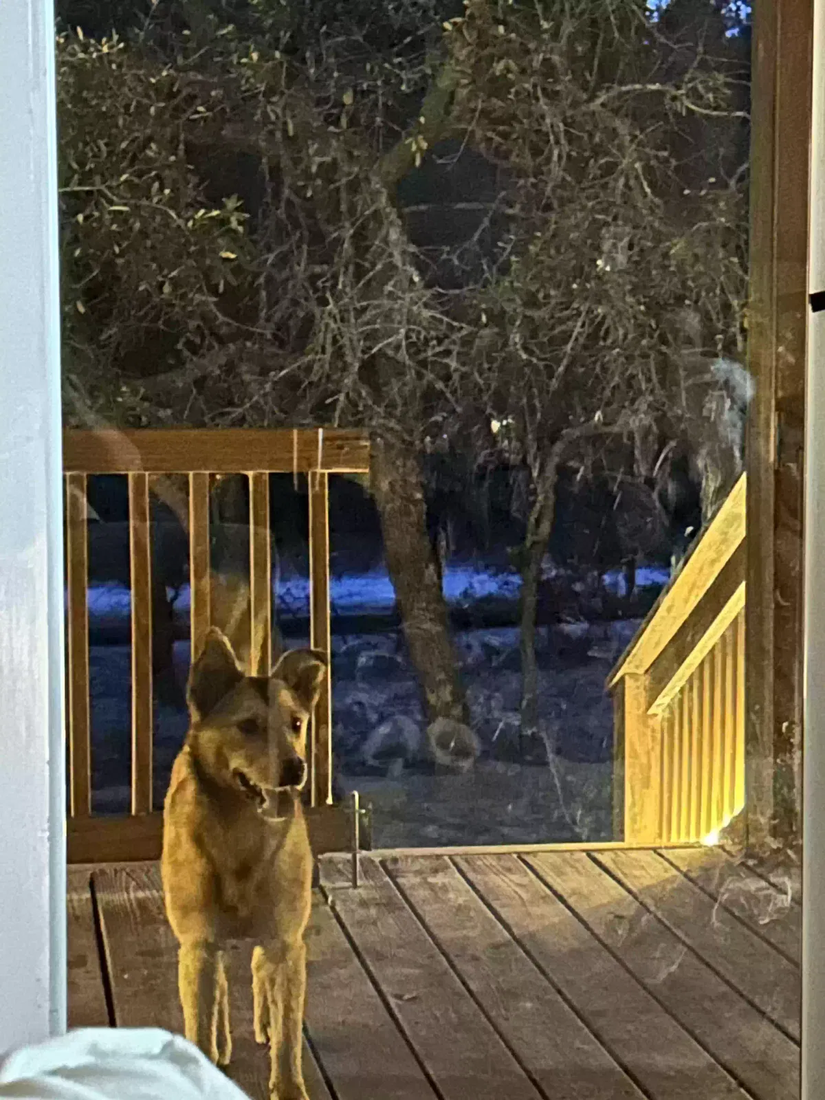 Found dog in Conway, SC, 29526