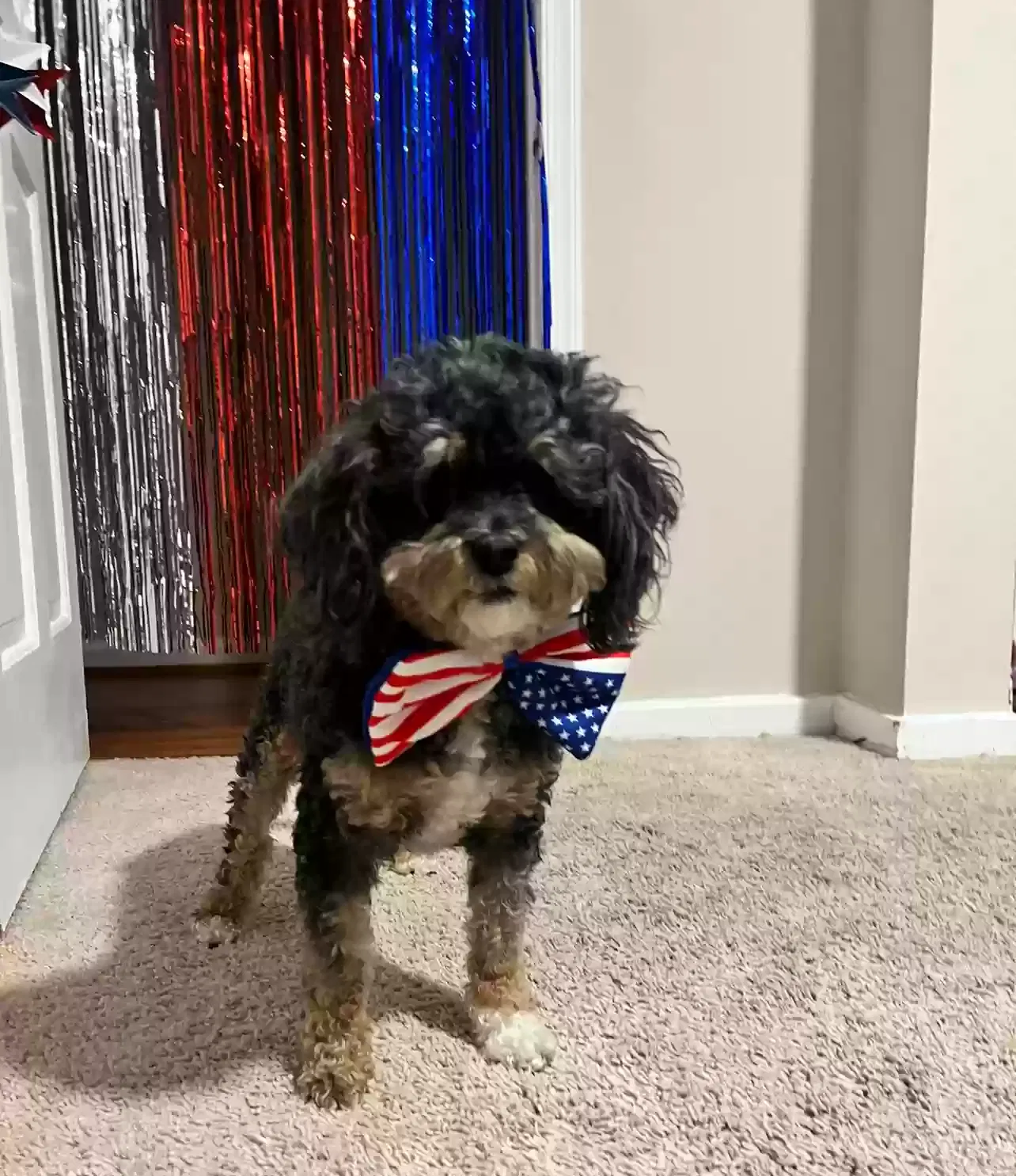 Lost dog in Fort Washington, MD, 20744