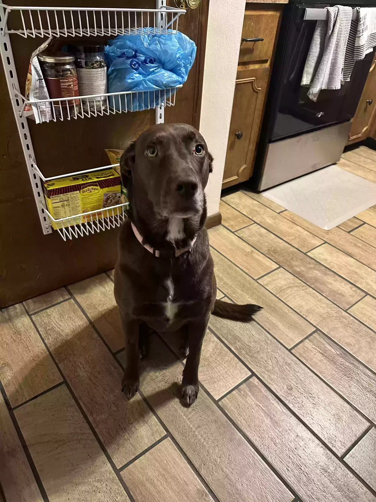 Lost dog in Hamlin, WV, 25523
