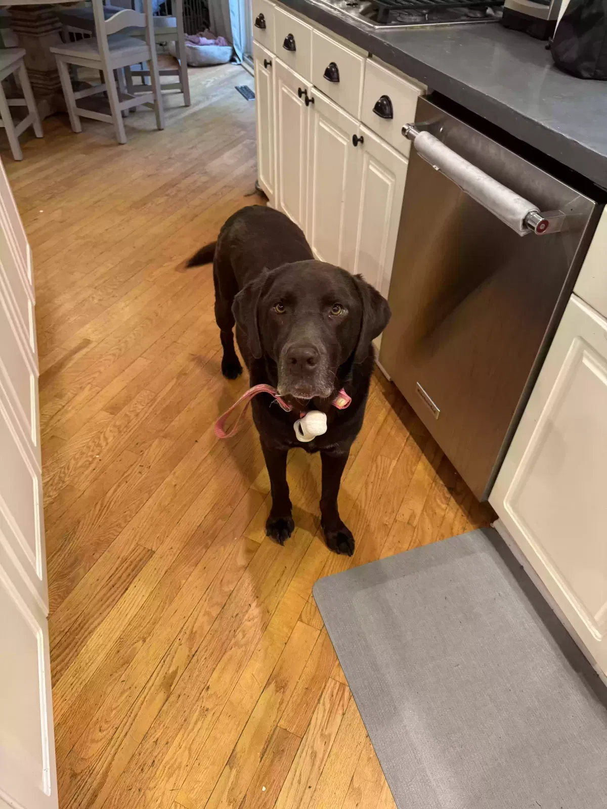 Found dog in Baldwinsville, NY, 13027
