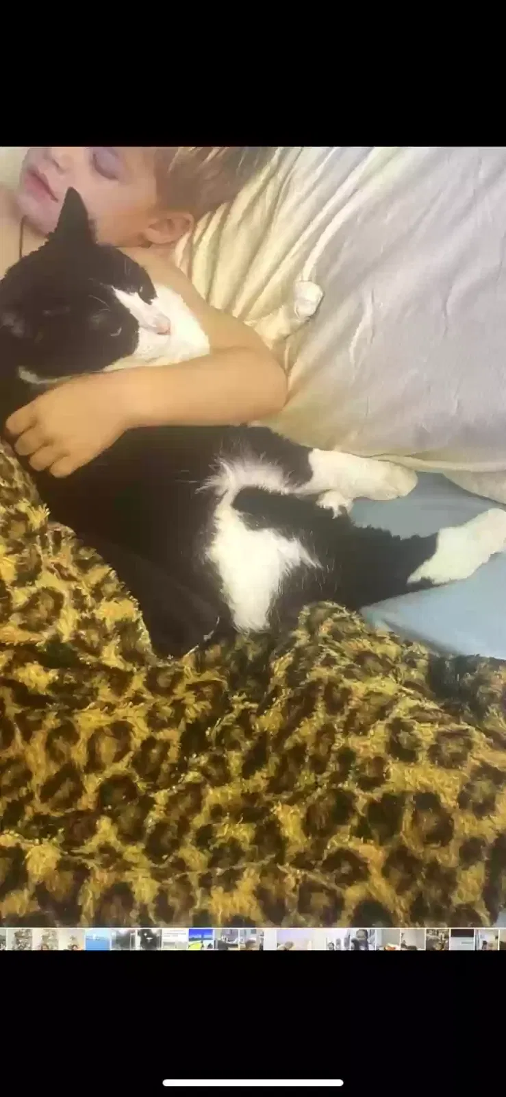 Lost cat in Fort Bragg, NC, 28307