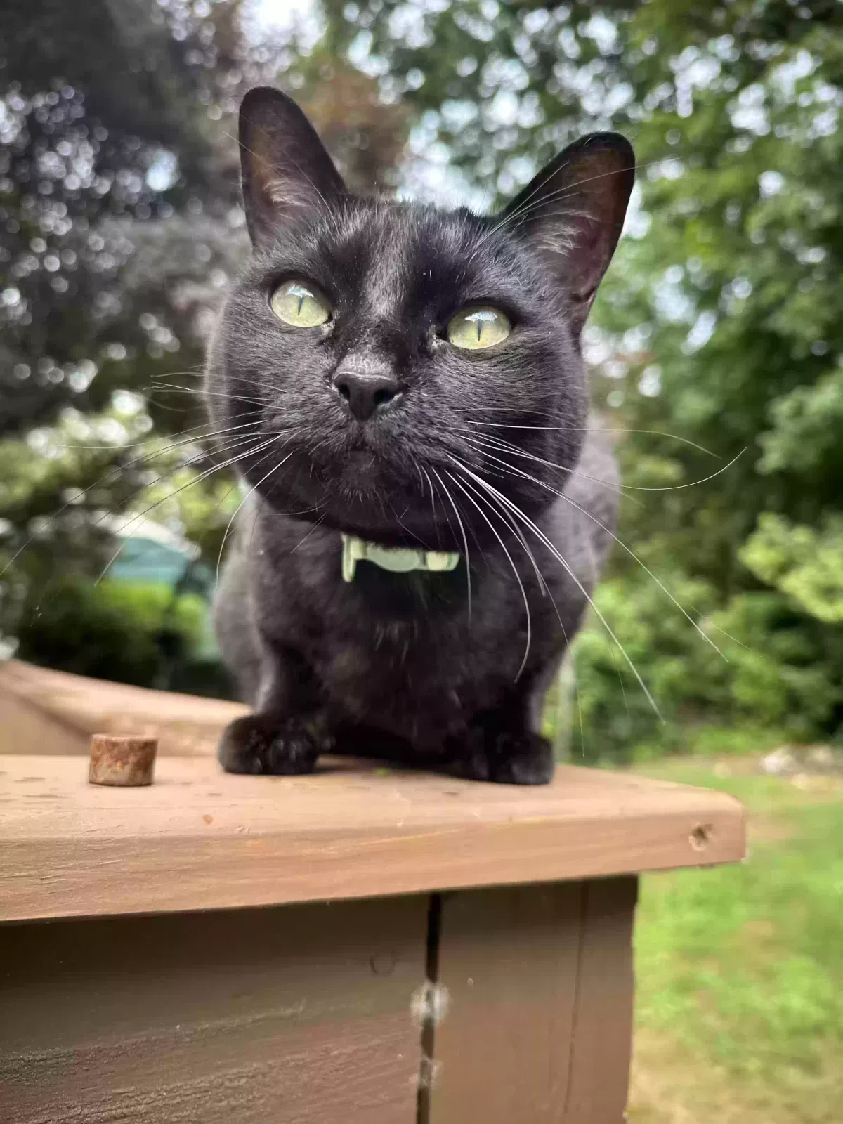 Lost cat in Raleigh, NC, 27604