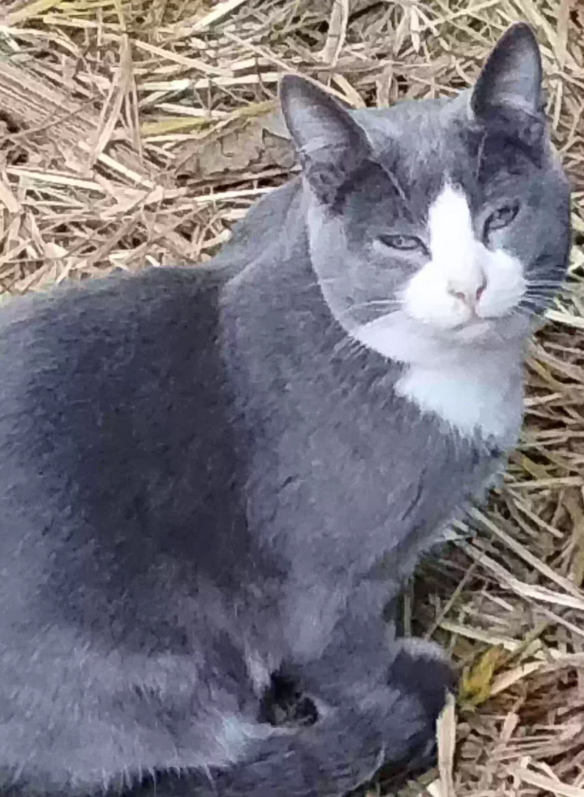 Lost cat in Marion, IA, 52302