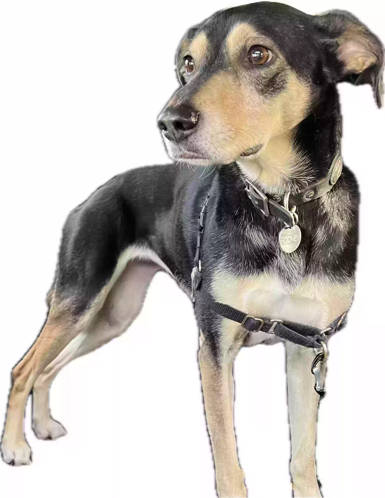 Lost dog in Oakland, CA, 94619
