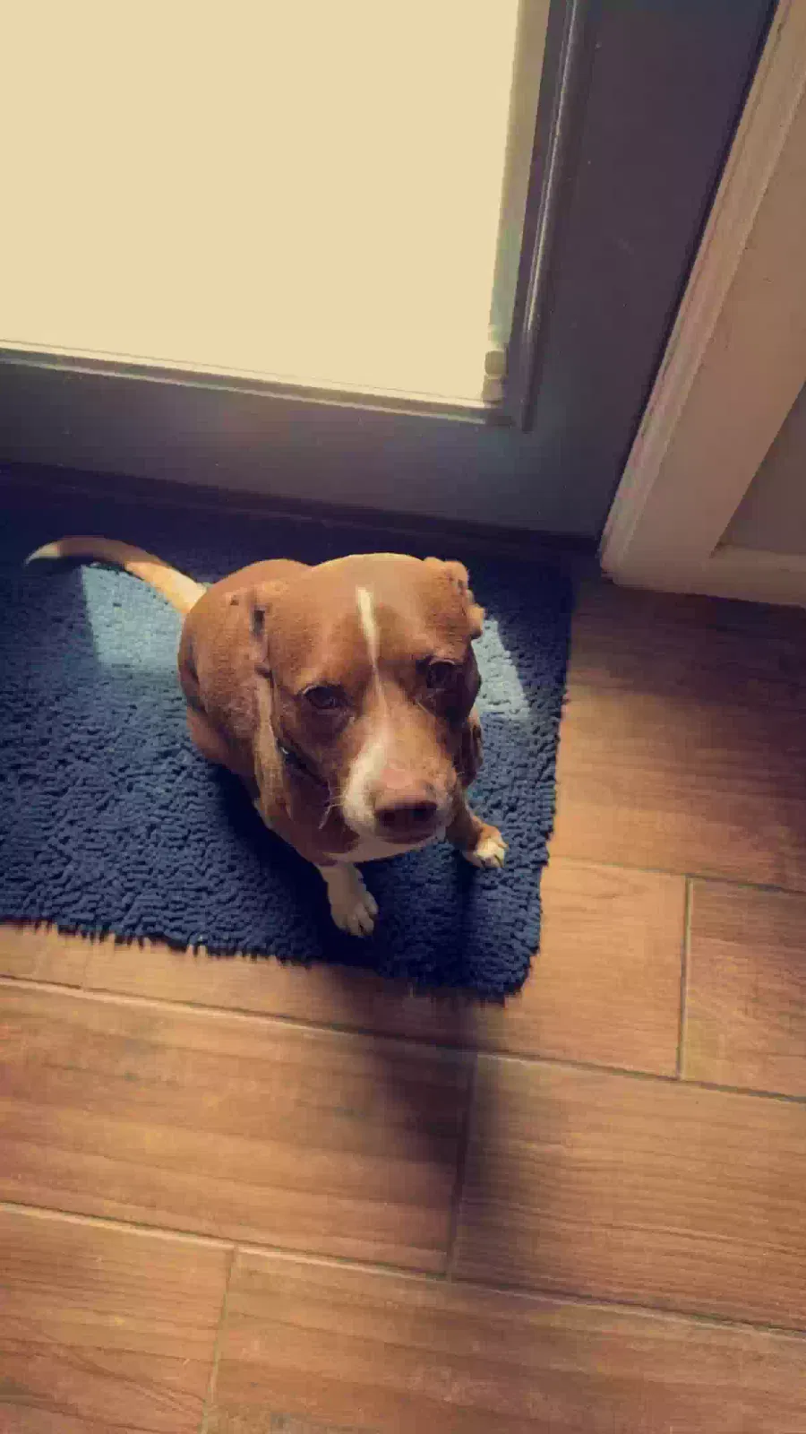 Lost dog in Sherwood, AR, 72120