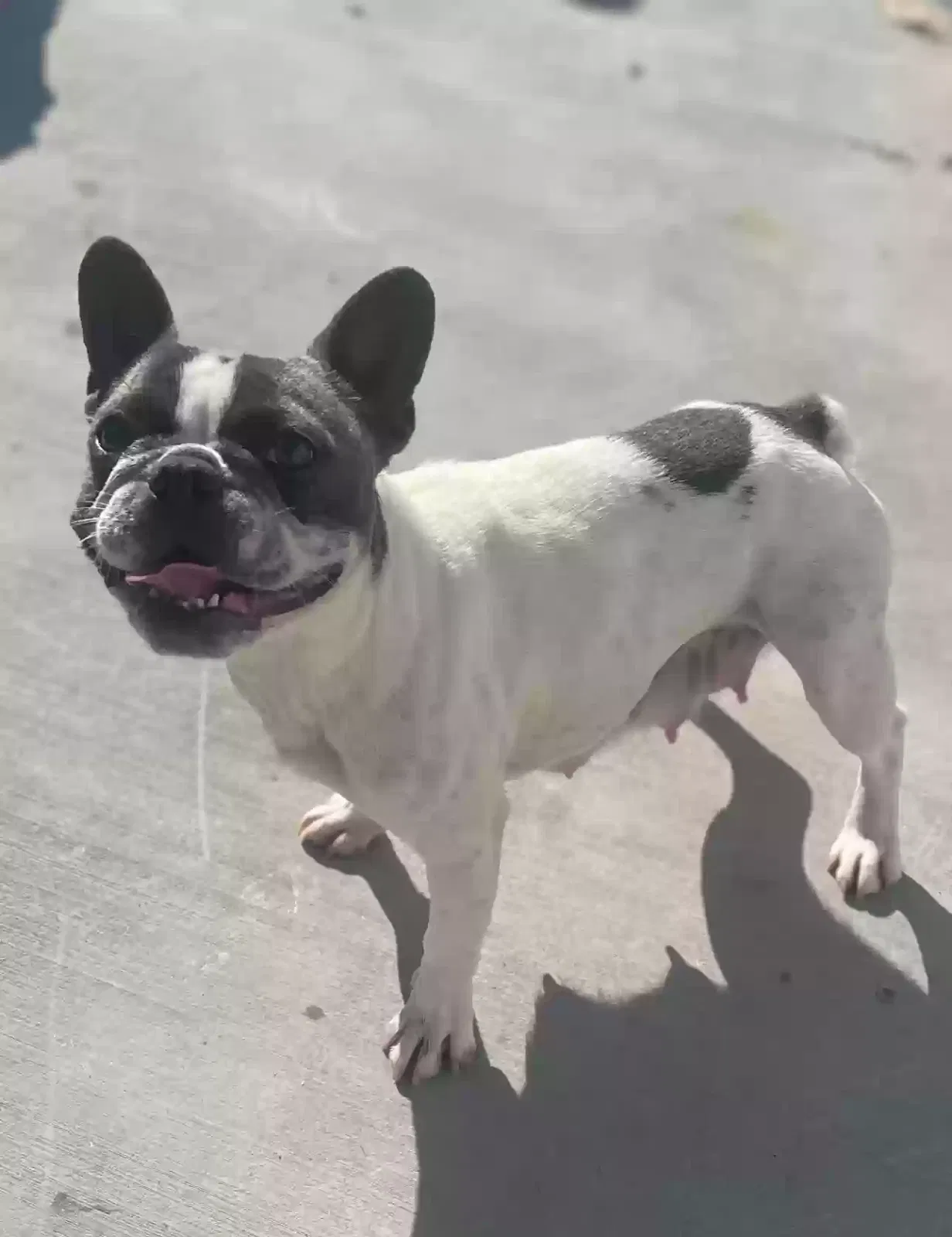Lost dog in Ventura, CA, 93001