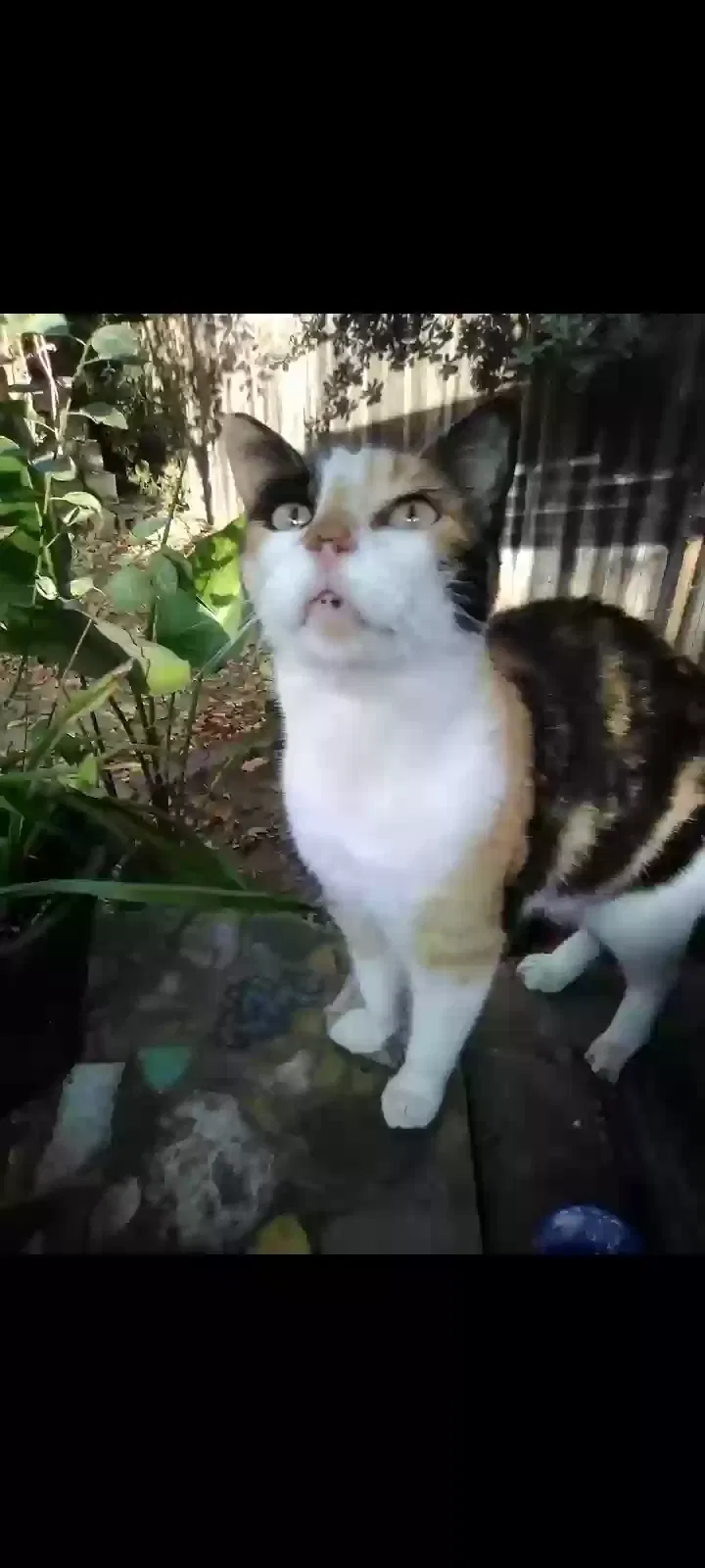 Lost cat in Sacramento, CA, 95823