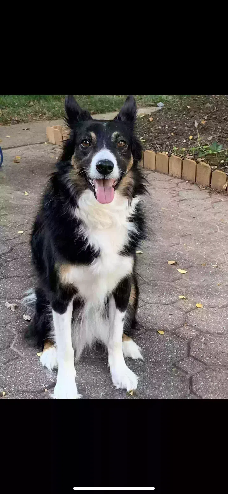 Lost dog in Kingwood, TX, 77339