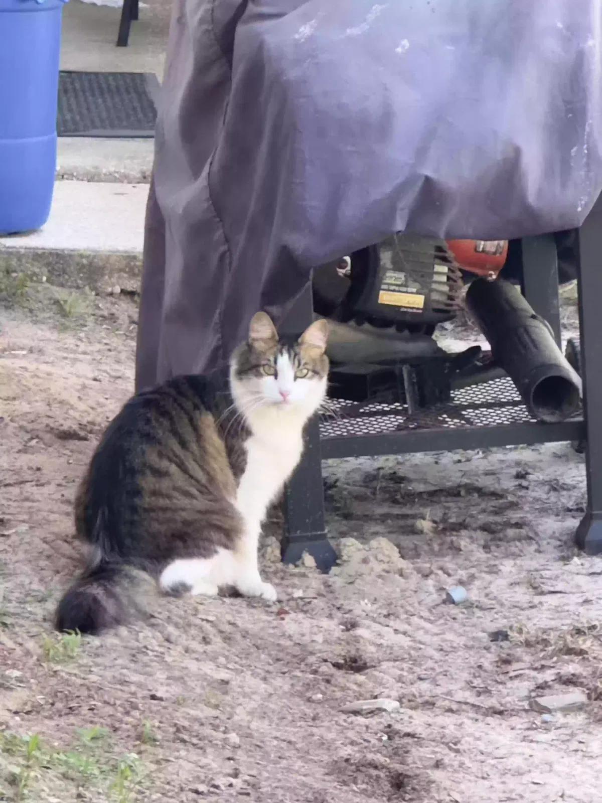 Lost cat in Pensacola, FL, 32506