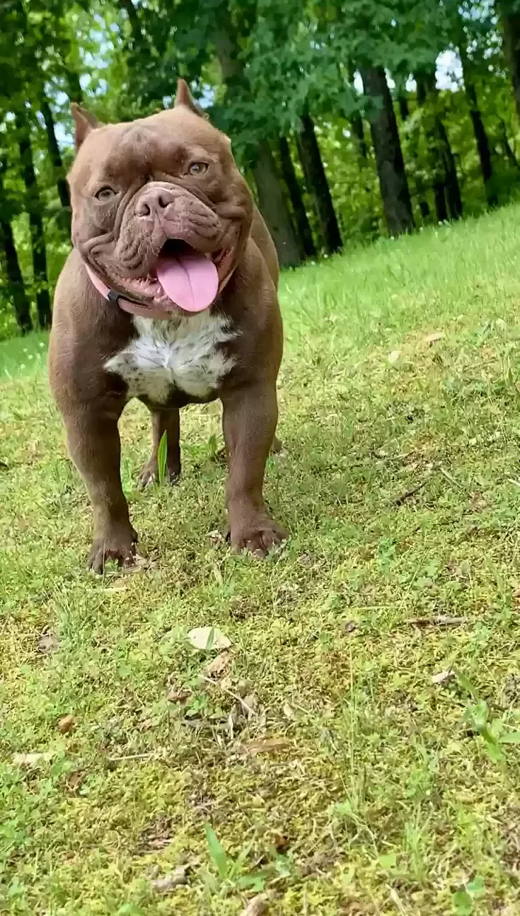 Lost dog in Jackson, TN, 38301