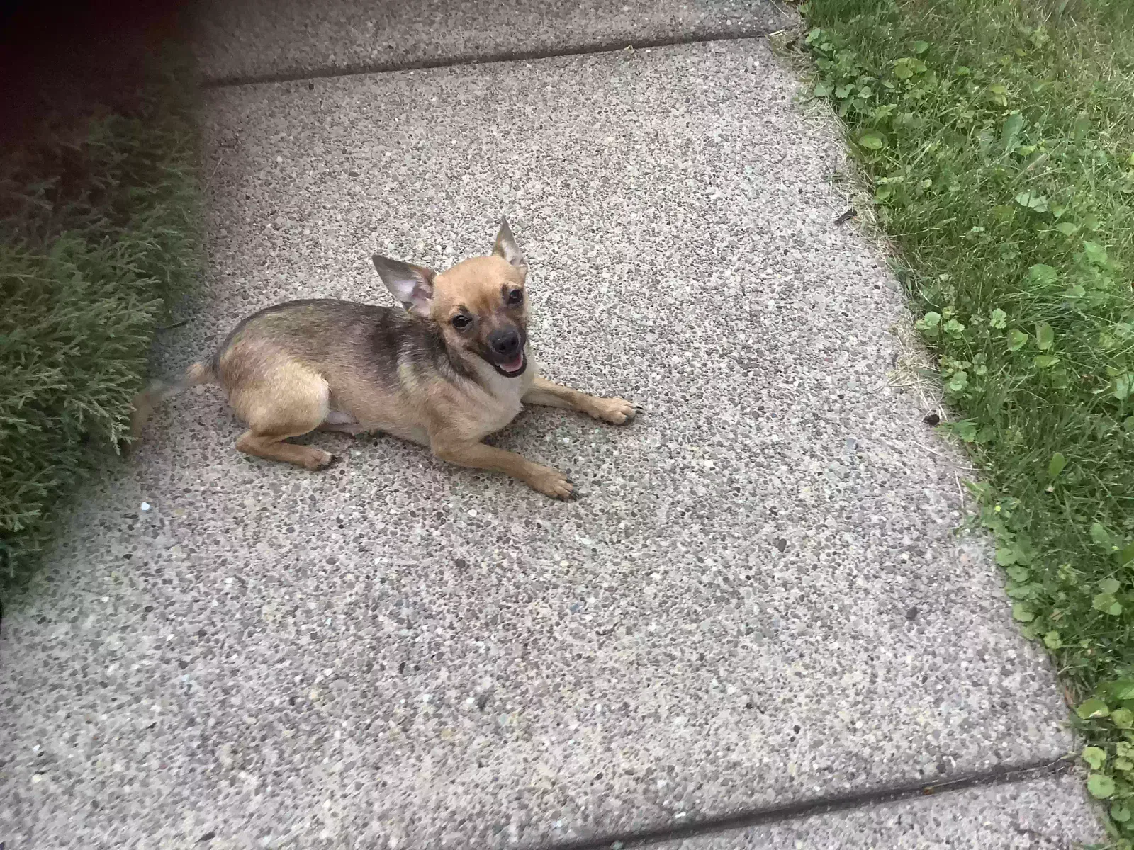 Found dog in Mc Kees Rocks, PA, 15136