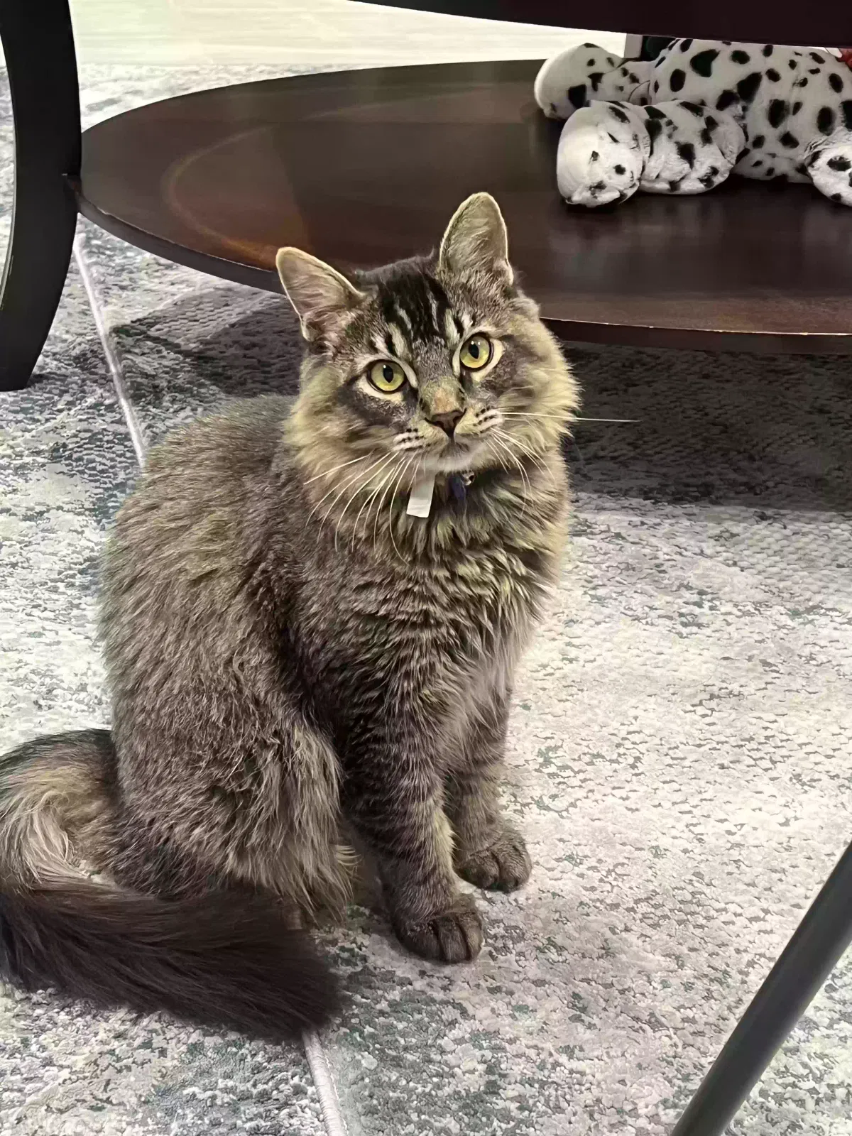 Lost cat in Hayward, CA, 94541