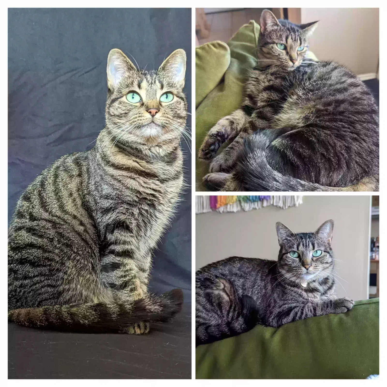 Lost cat in Katy, TX, 77449