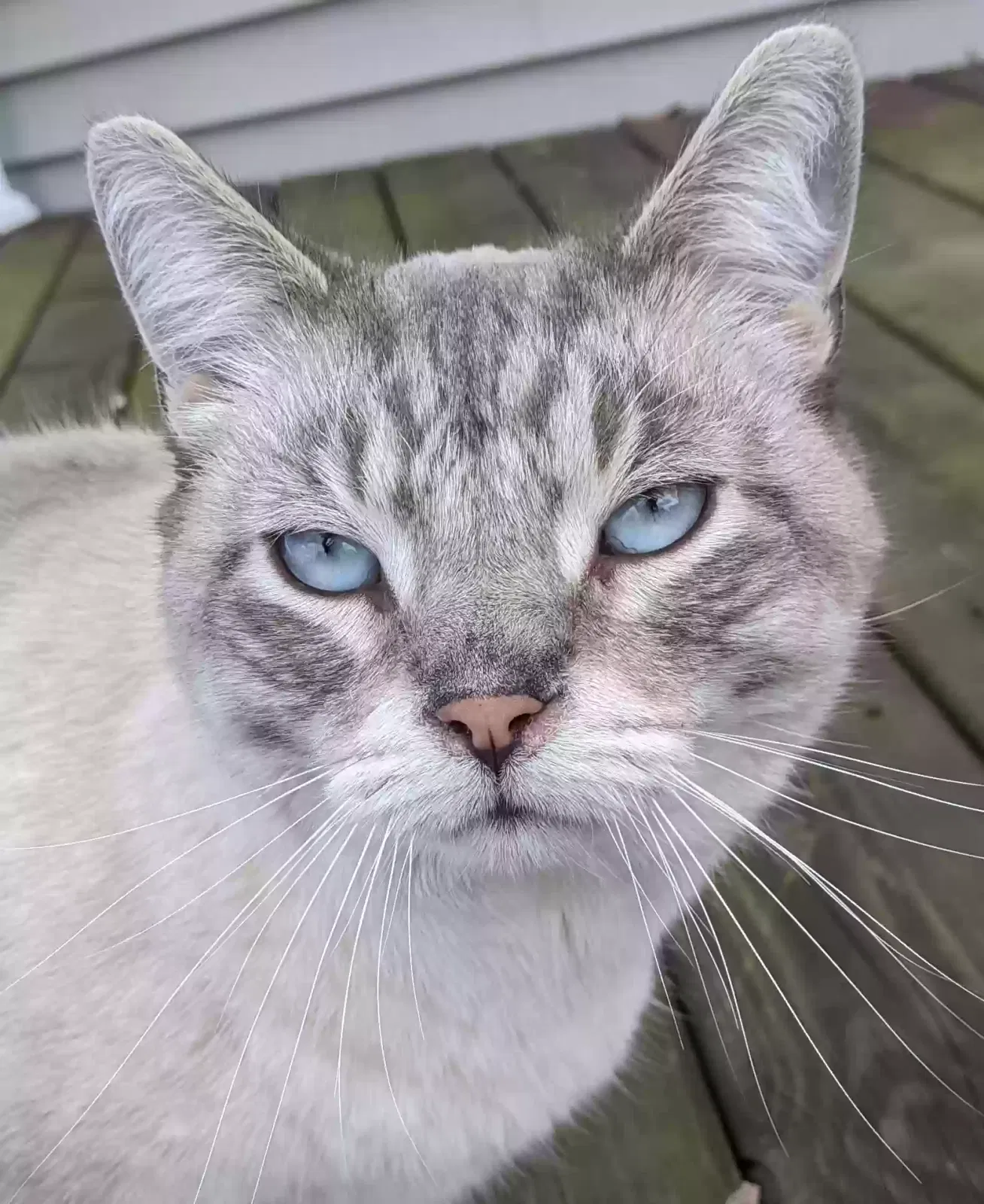 Lost cat in Byron, MI, 48418