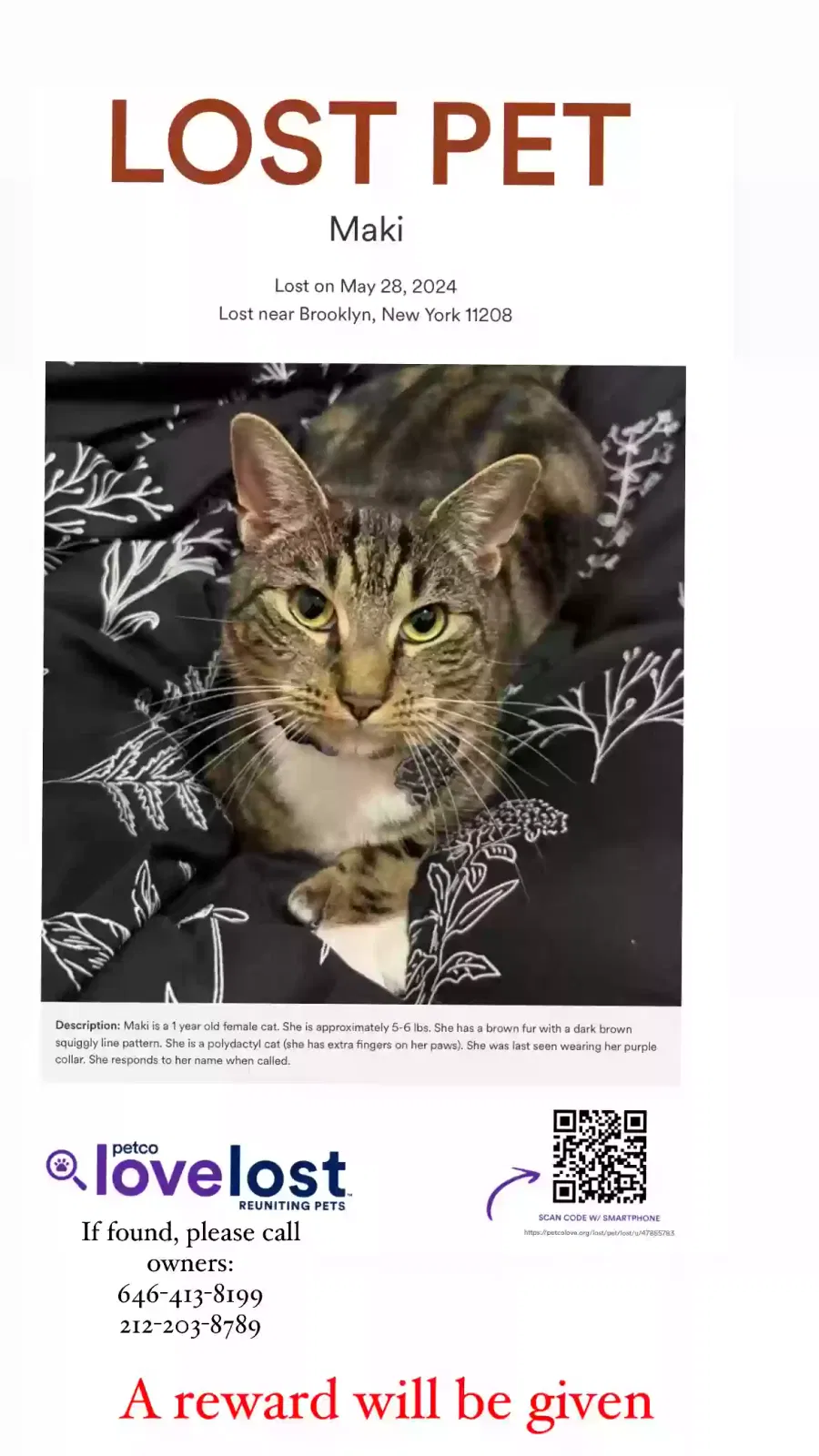 Lost cat in Brooklyn, NY, 11208