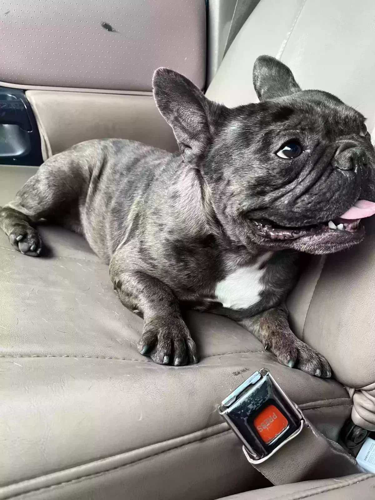 Lost dog in Fresno, CA, 93702