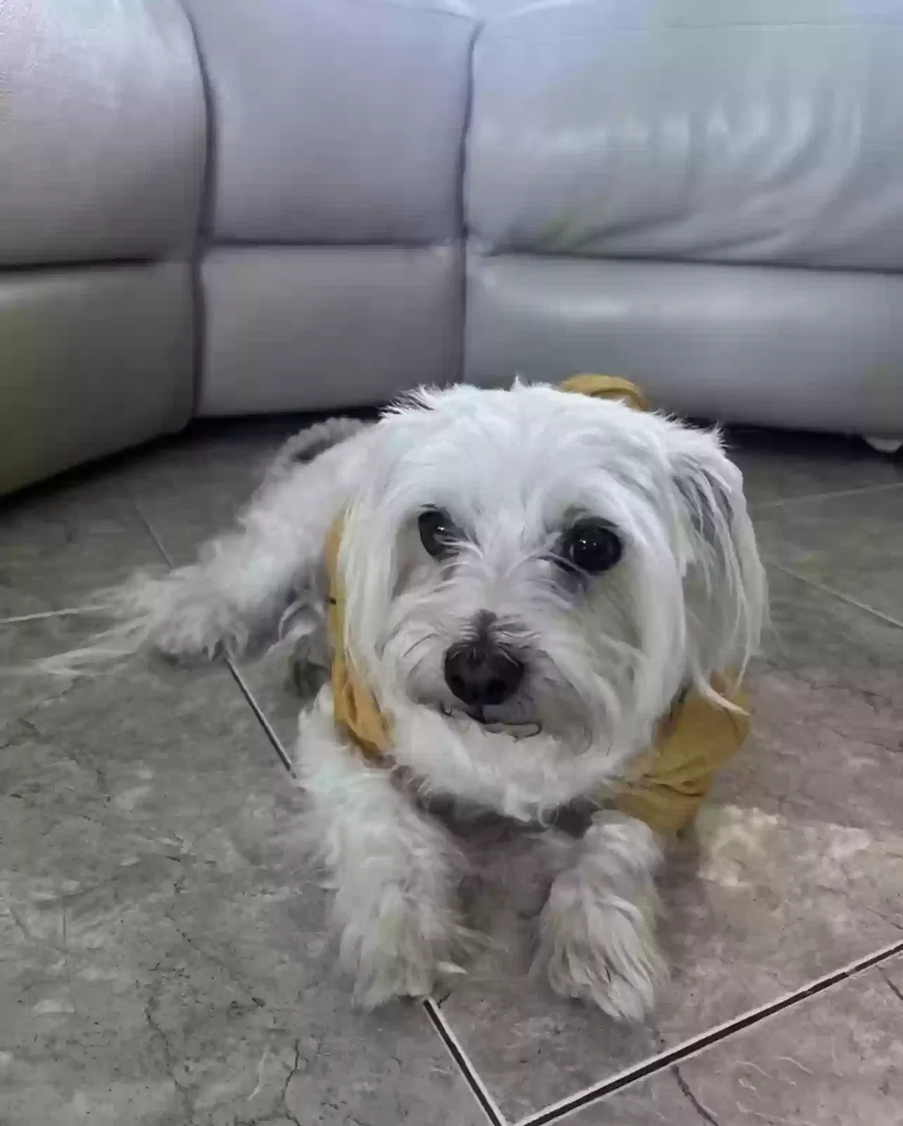 Lost dog in Porter Ranch, CA, 91326