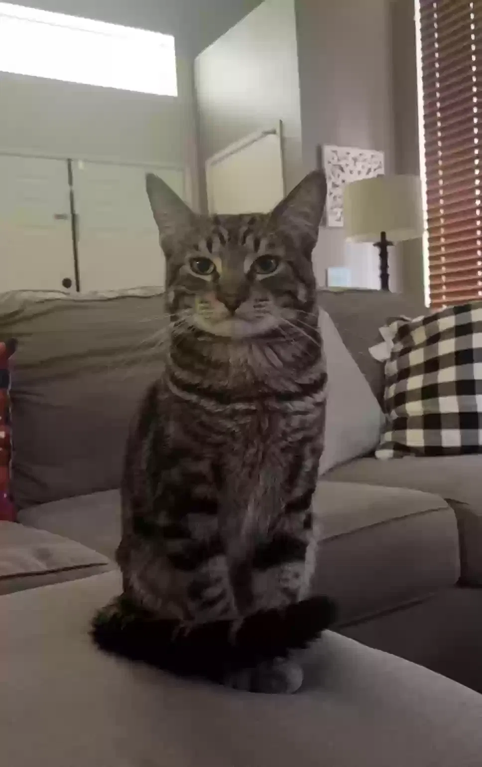 Lost cat in Fontana, CA, 92337