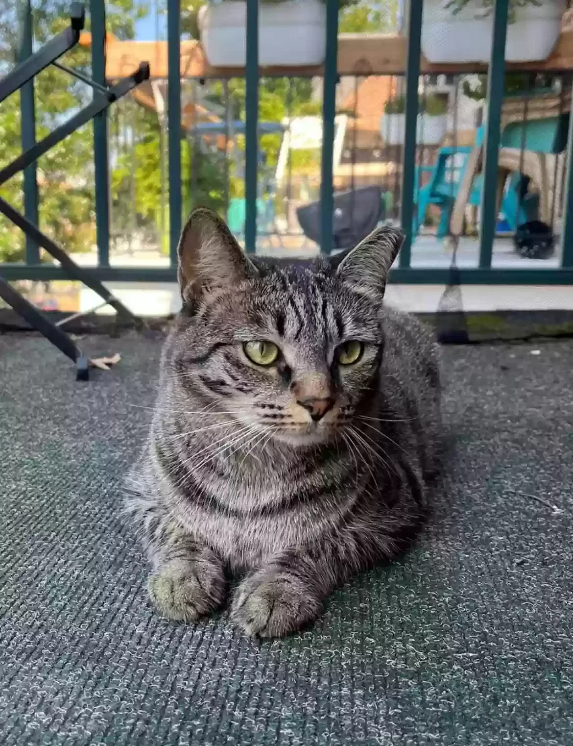 Lost cat in Richmond, VA, 23221