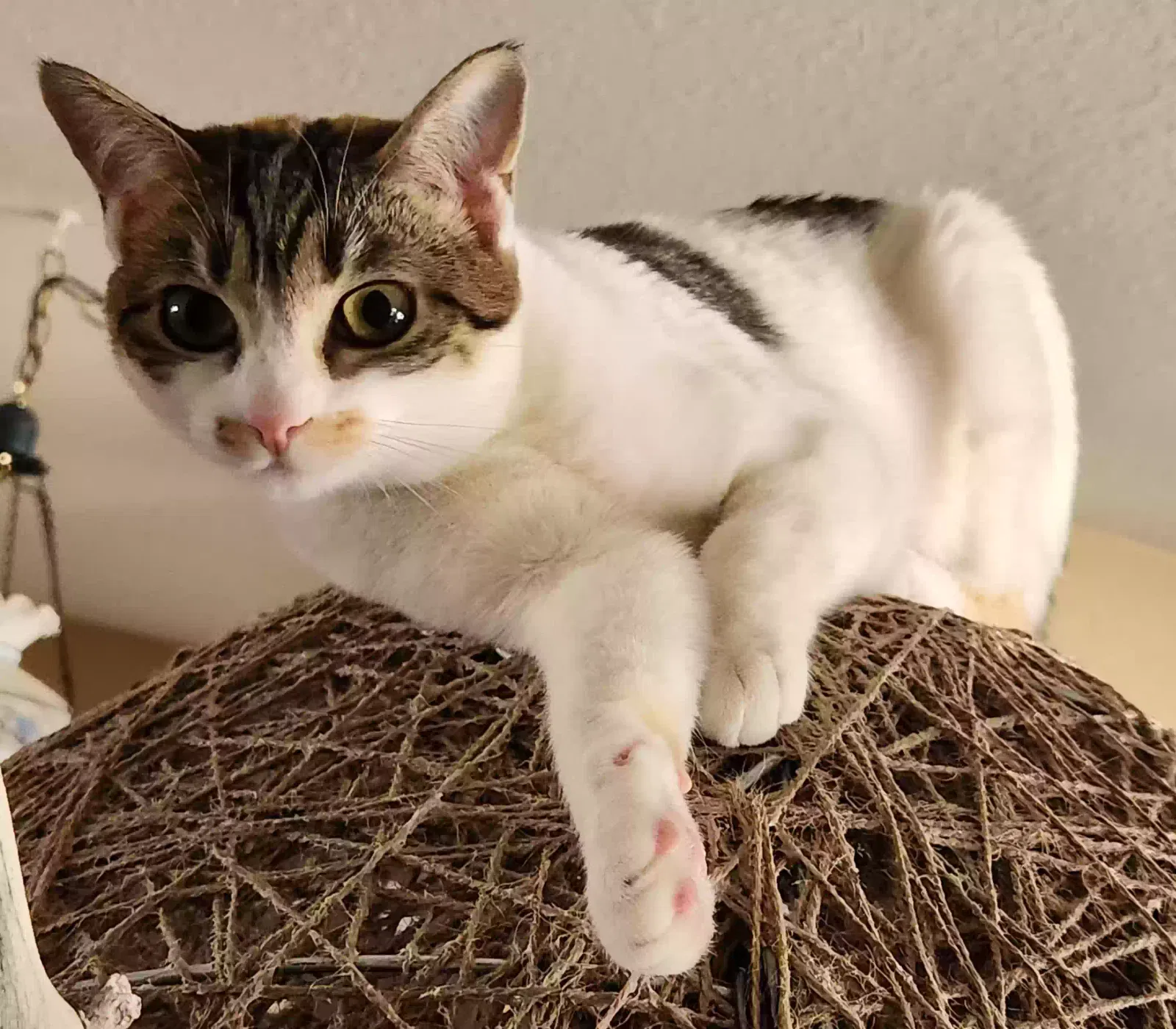 Lost cat in Apple Valley, CA, 92307