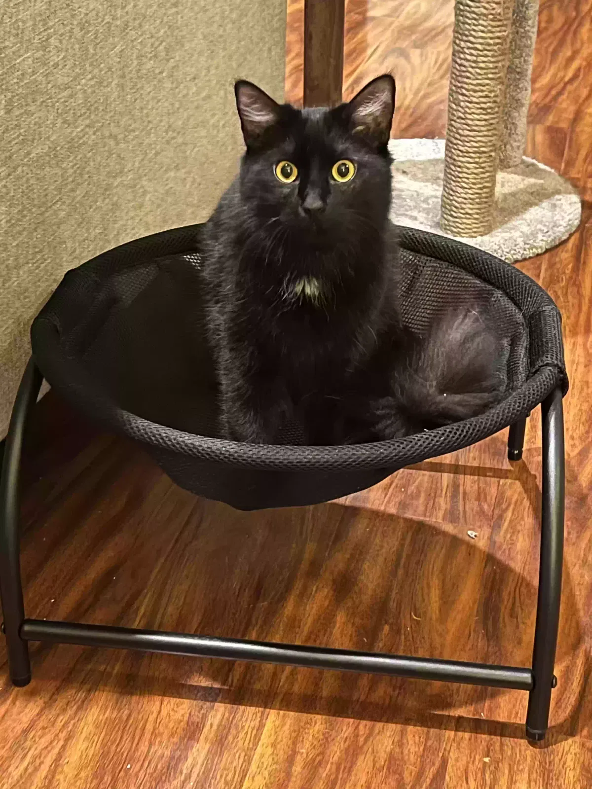 Lost cat in Magnolia, TX, 77355