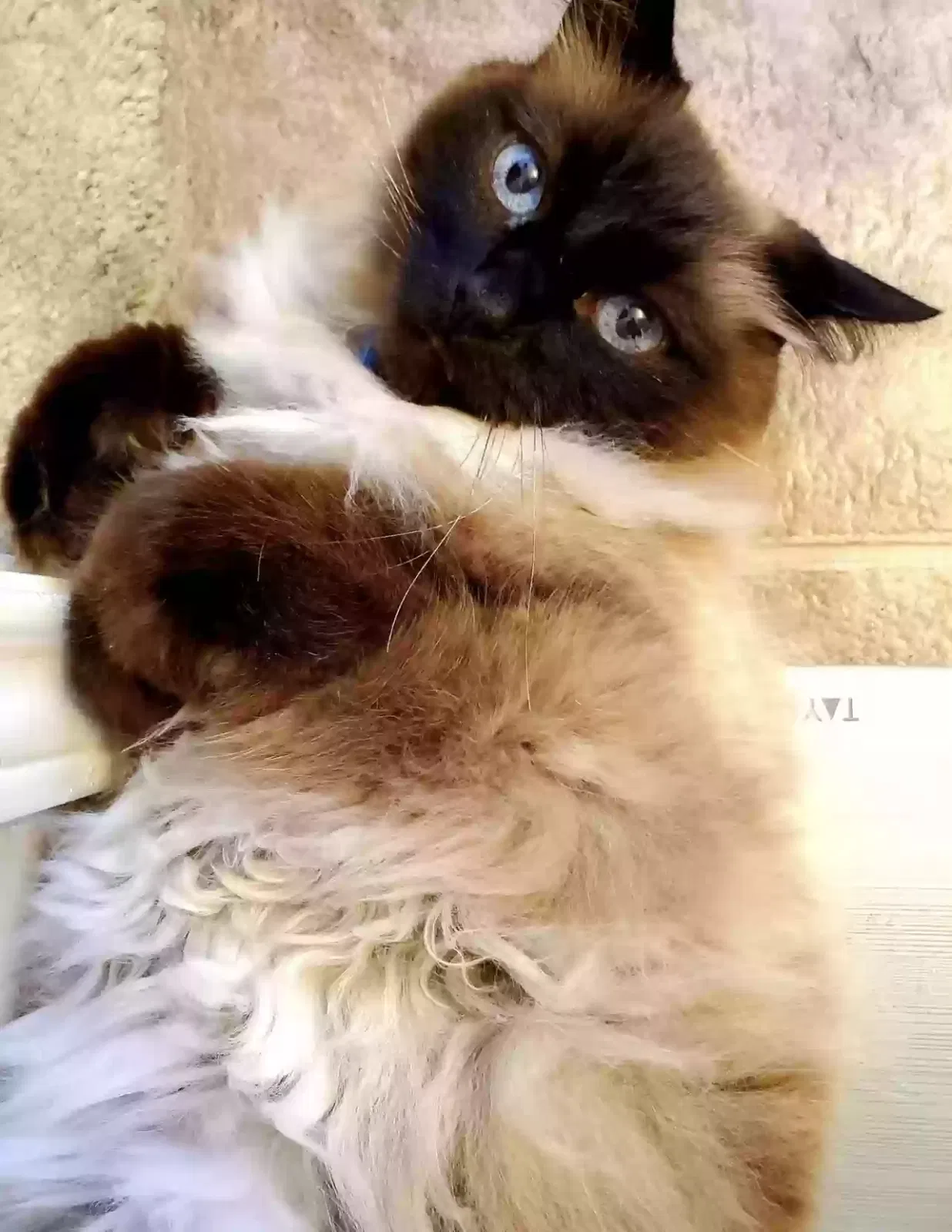 Lost cat in Leander, TX, 78641