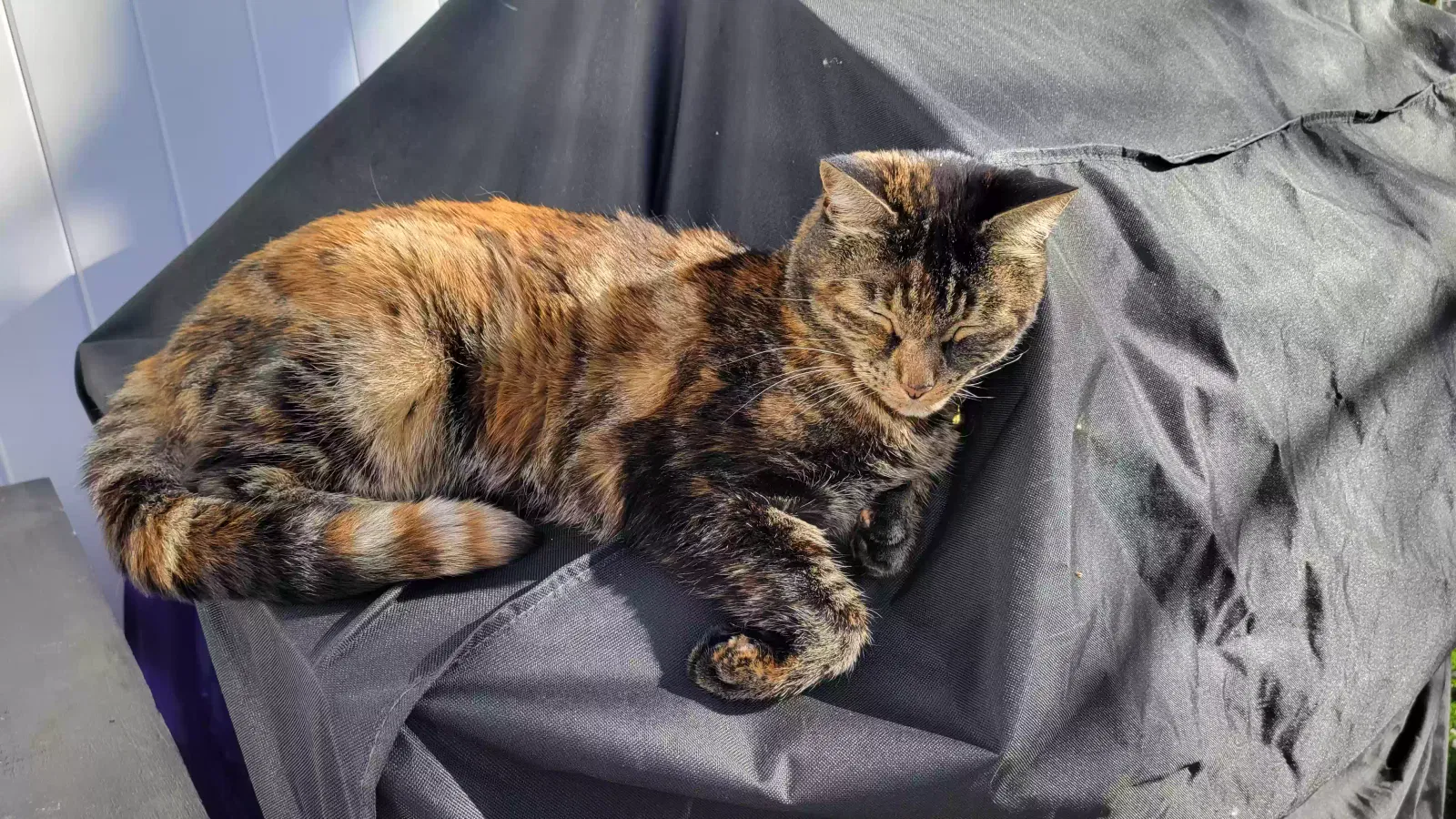 Lost cat in Vancouver, WA, 98665