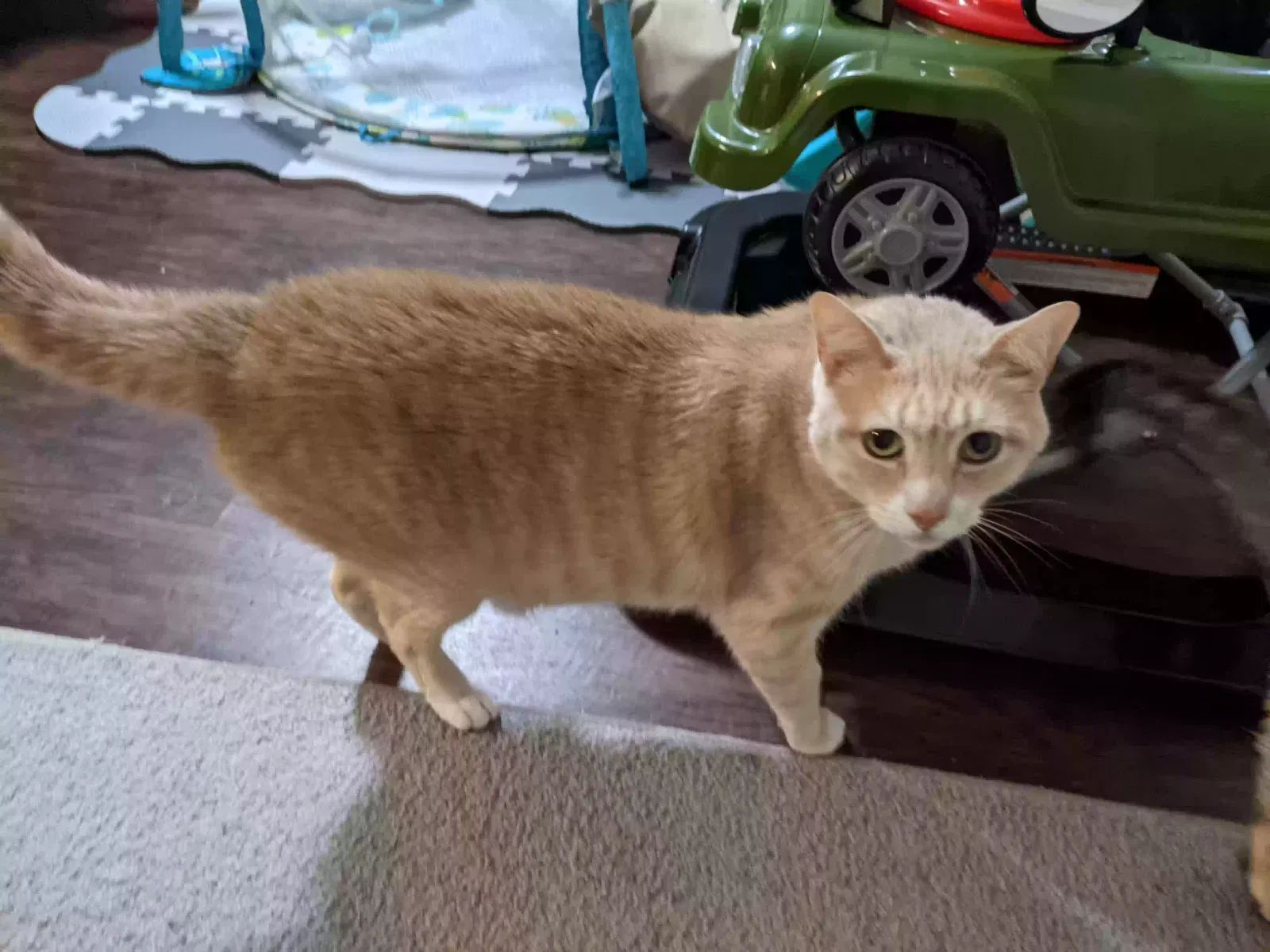 Lost cat in Prattville, AL, 36067