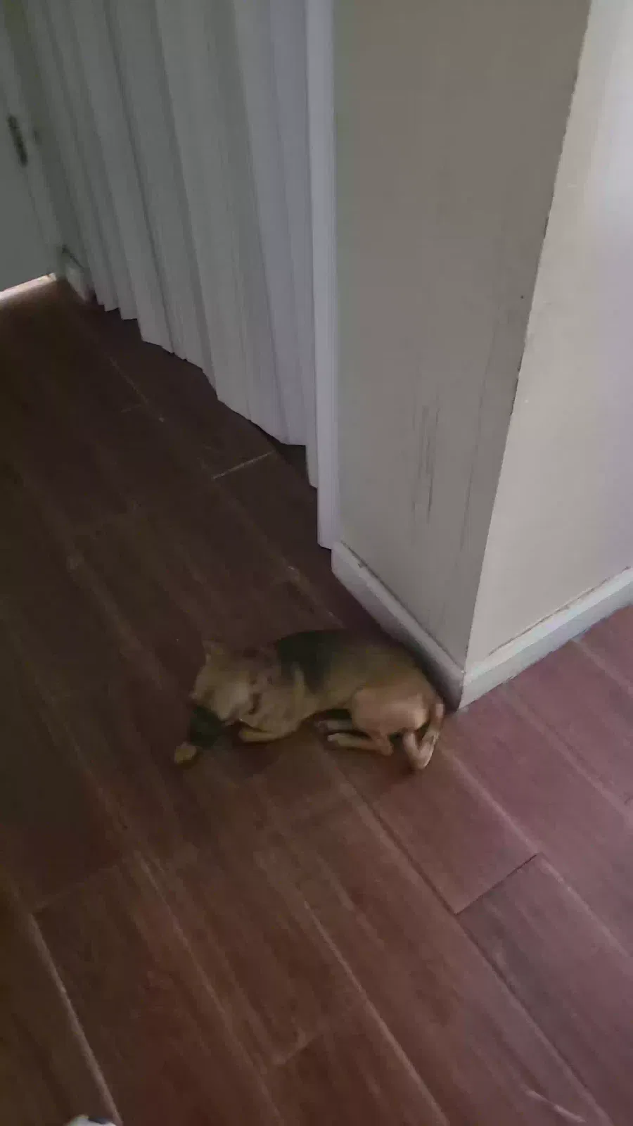 Lost dog in Willingboro, NJ, 8046