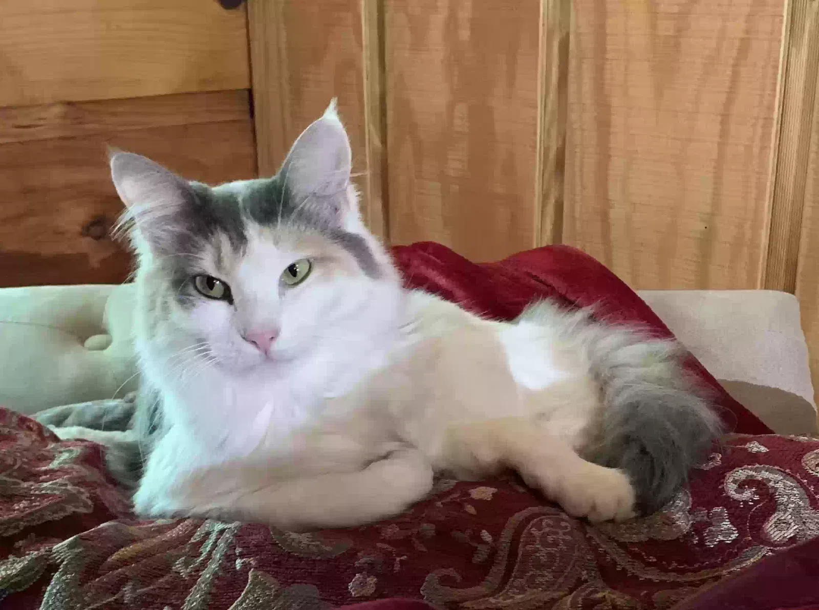 Lost cat in Mooresville, NC, 28115