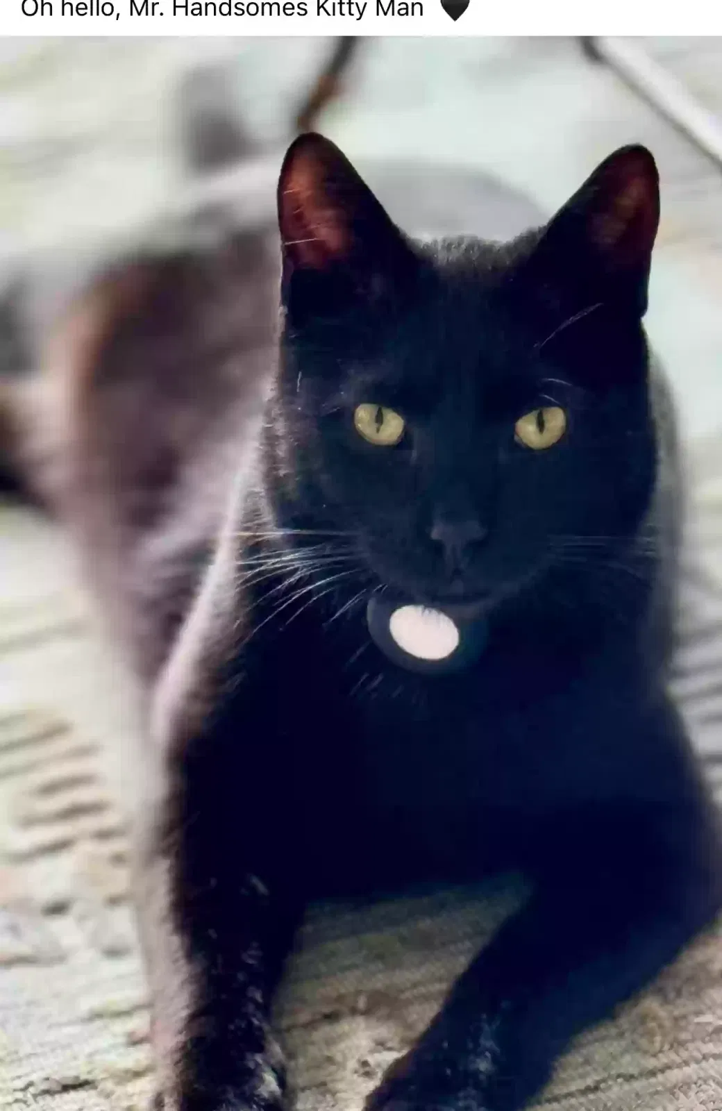 Lost cat in Collierville, TN, 38017