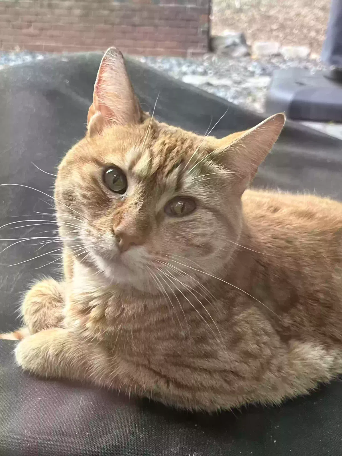 Found cat in Atlanta, GA, 30342