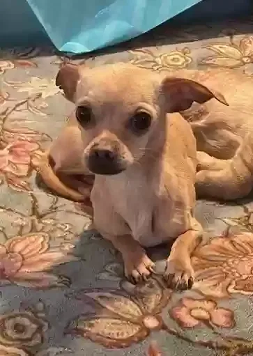 Lost dog in Flint, MI, 48507