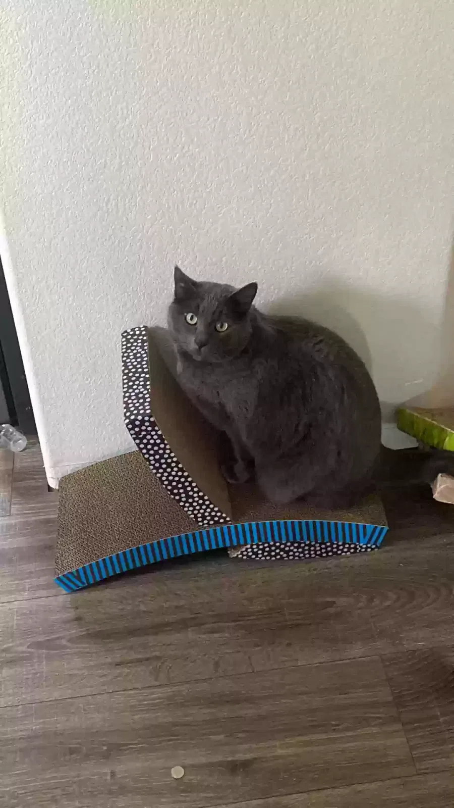 Lost cat in Johnstown, CO, 80534