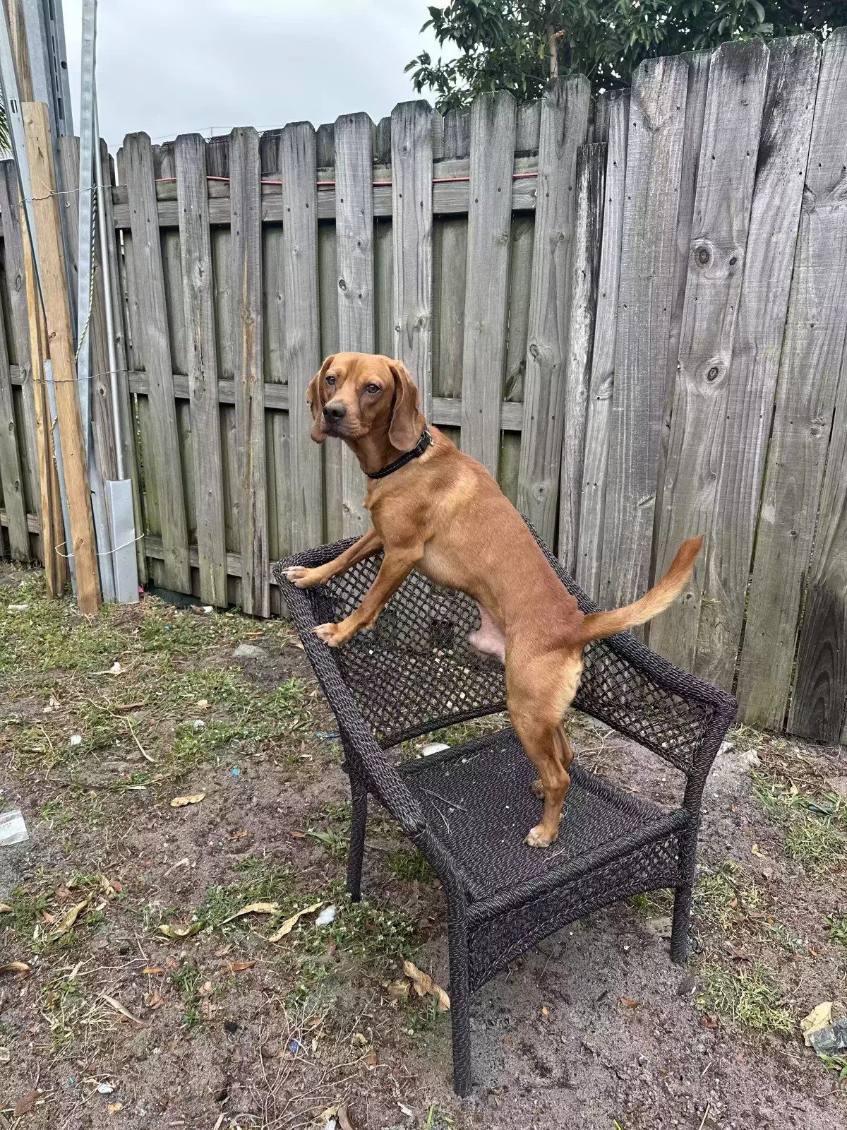 Lost dog in Pompano Beach, FL, 33068