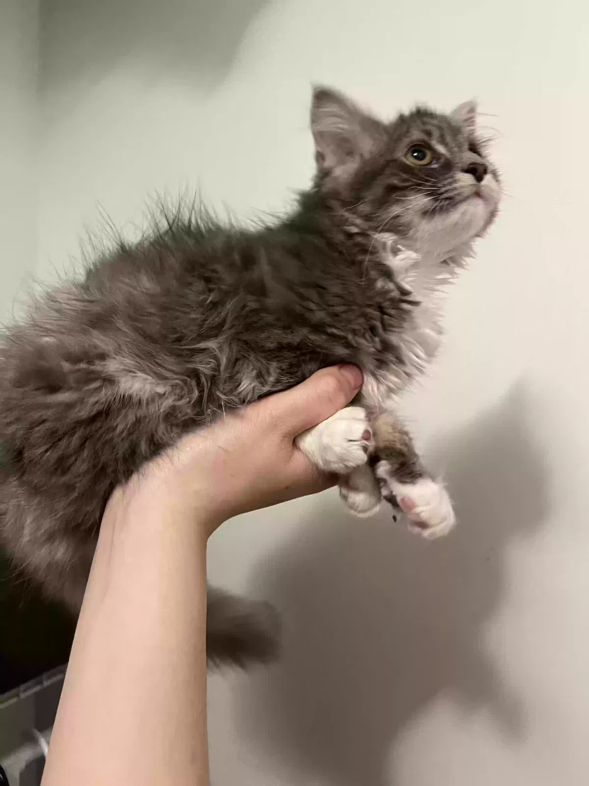 Lost cat in Evans, CO, 80620