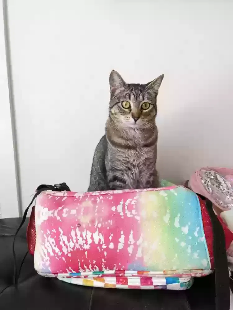 Lost cat in Morrison, CO, 80465