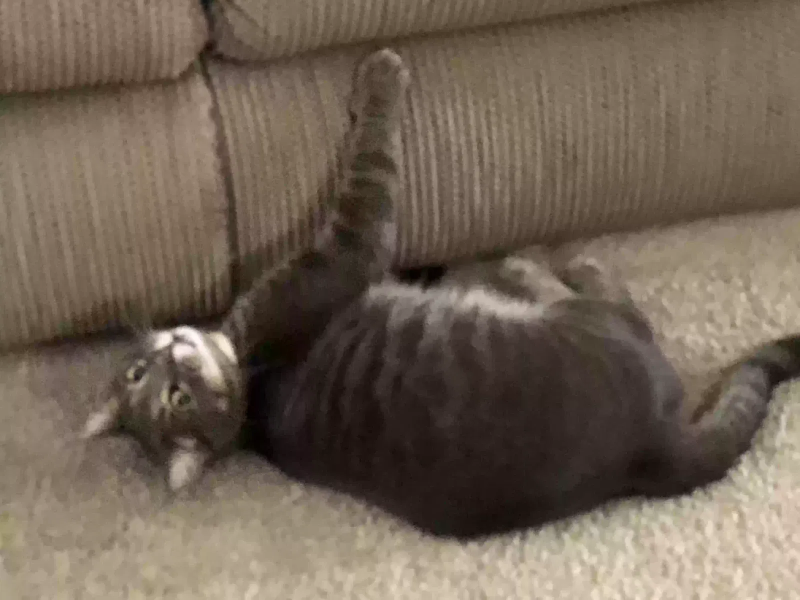 Lost cat in Birchwood, TN, 37308