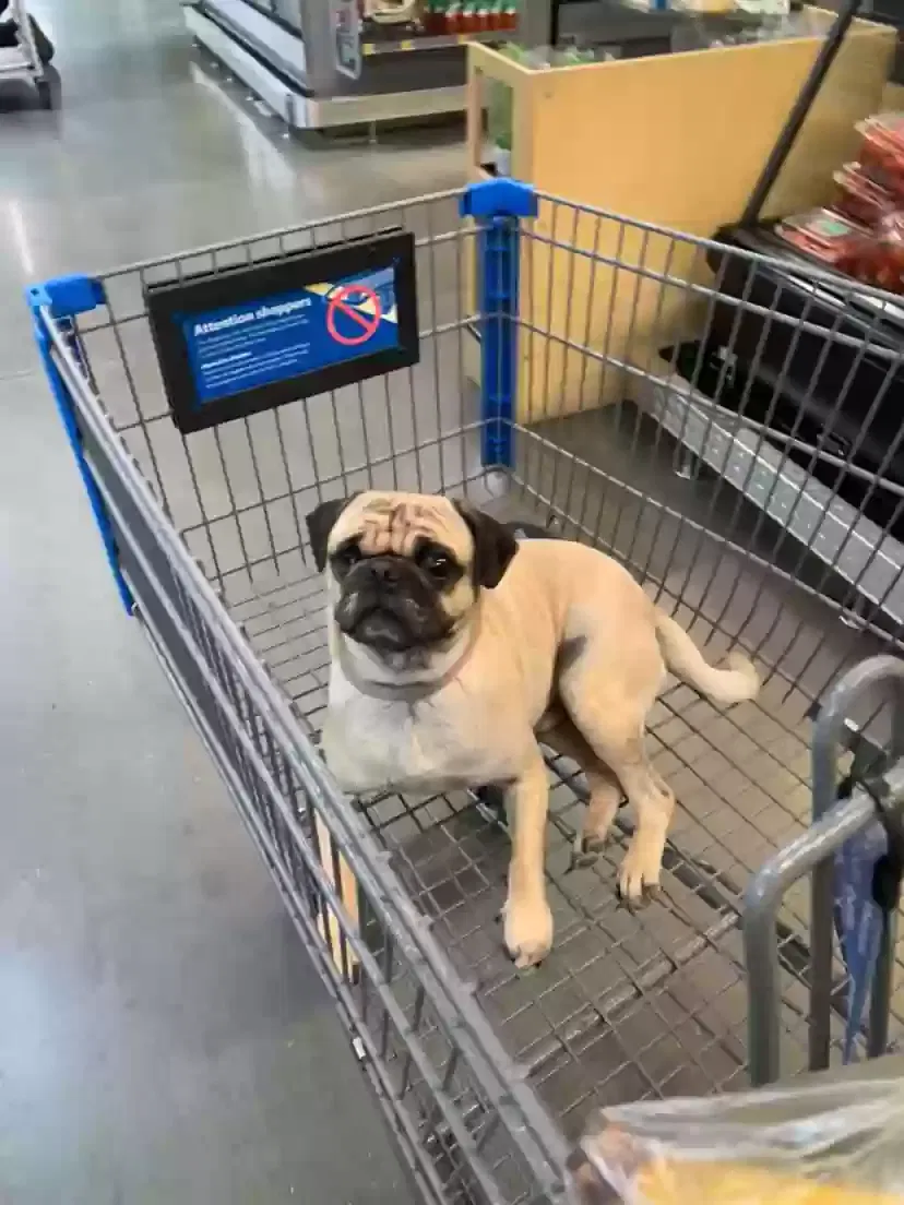 Lost dog in Los Angeles, CA, 90012