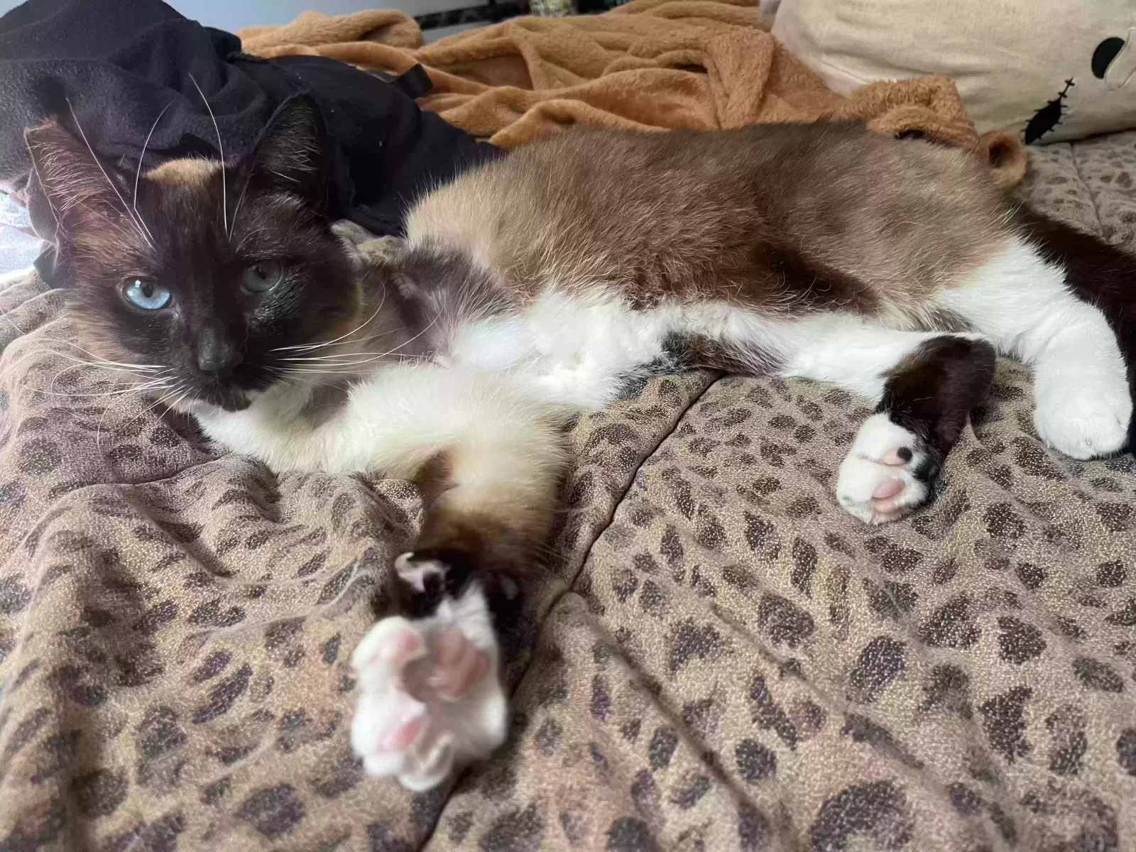 Lost cat in Monmouth, OR, 97361
