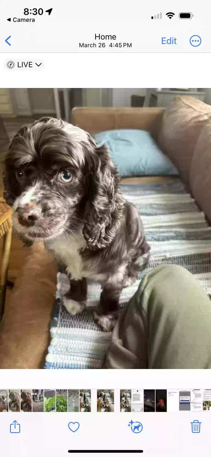 Lost dog in Redford, MI, 48240
