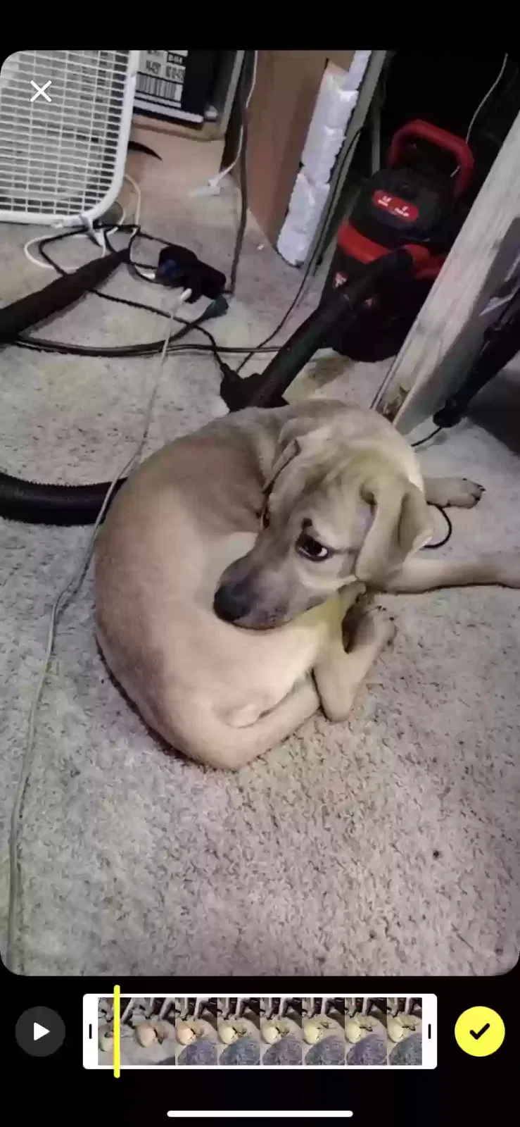 Lost dog in Martinsville, IN, 46151