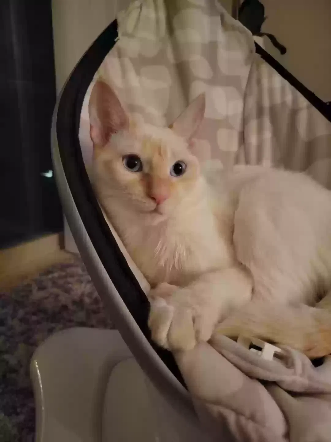 Lost cat in Carlsbad, CA, 92010