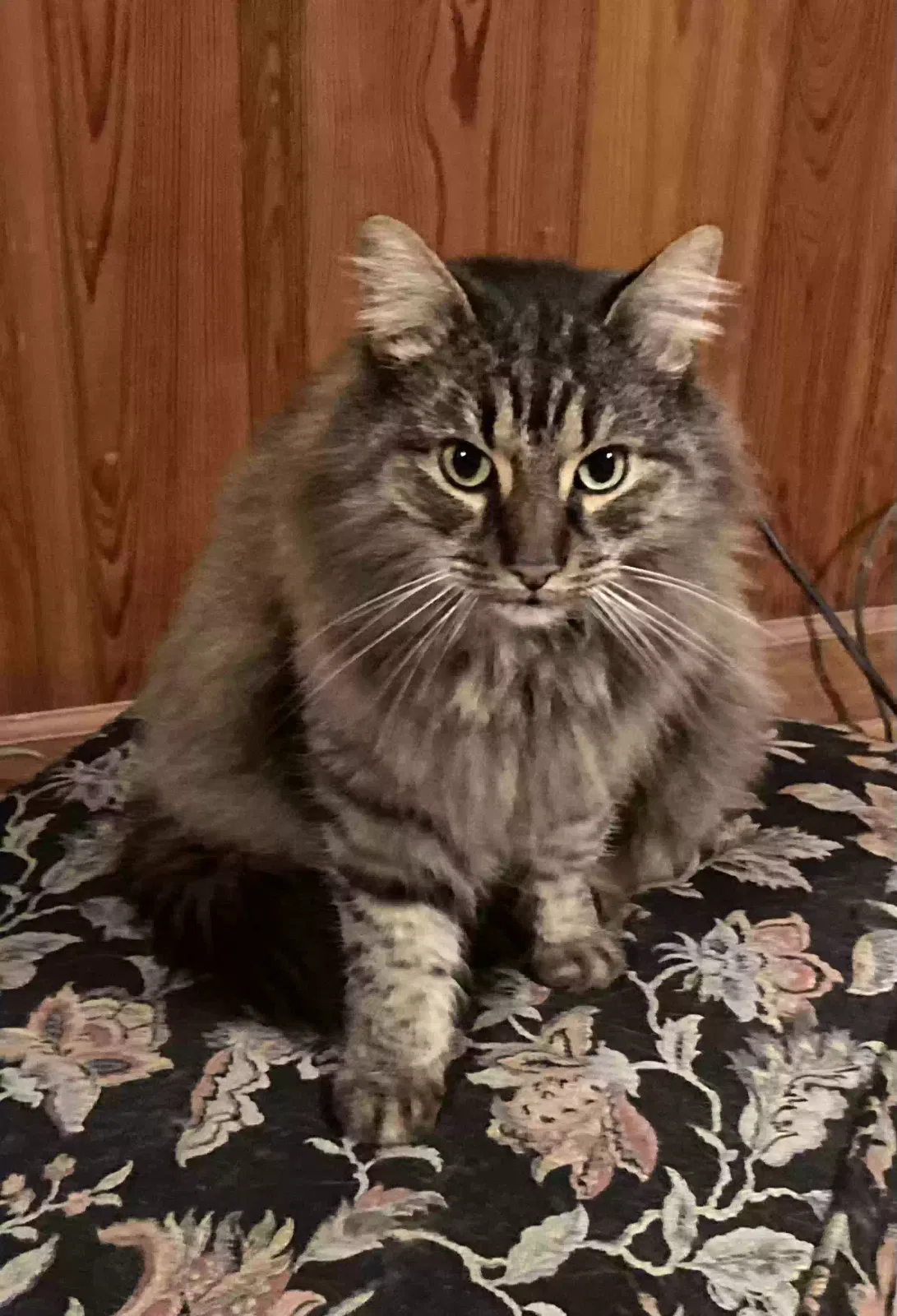 Lost cat in Johns Island, SC, 29455