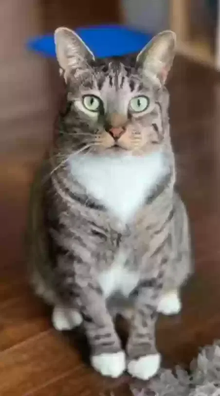 Lost cat in Fort Lauderdale, FL, 33311