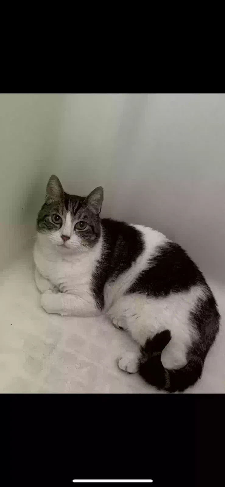 Lost cat in Colton, CA, 92324