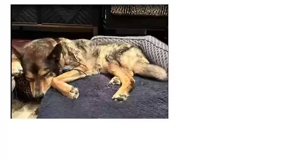 Lost dog in Pemaquid, ME, 4558