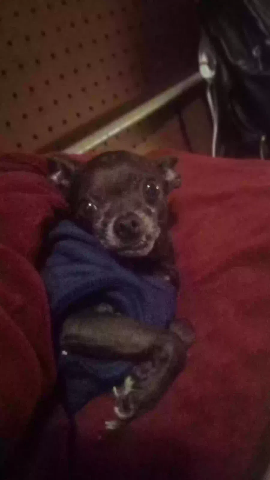 Lost dog in Sun City, CA, 92586