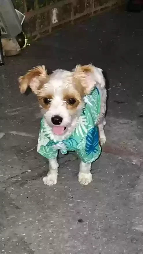 Lost dog in Gadsden, AL, 35907